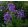Campanula lactiflora - Nagytermetű harangvirág
