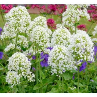 Ribizlivirág (Centranthus)