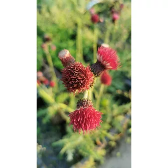 Aszat (Cirsium)