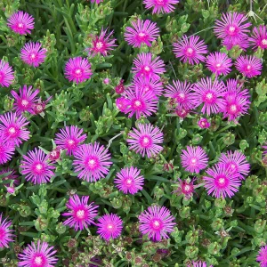 Delosperma Jewel of Desert Candystone - Kristályvirág