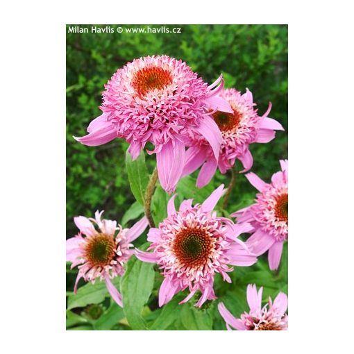 Echinacea purpurea Pink Double Delight - Kasvirág