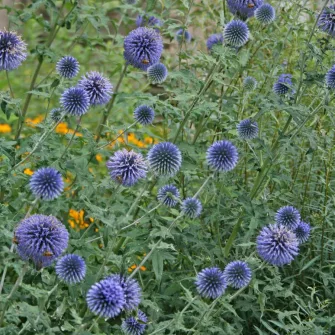Szamárkenyér (Echinops)