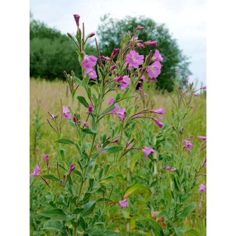 Füzike (Epilobium)
