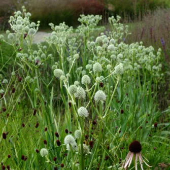 Iringó (Eryngium)
