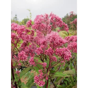 Sédkender (Eupatorium)
