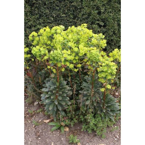 Euphorbia amygdaloides Redbud - Erdei kutyatej