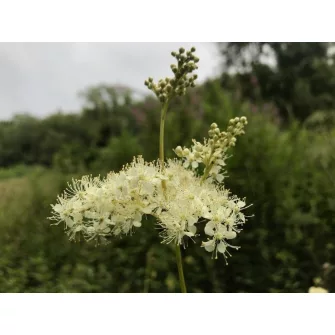Legyezőfű (Filipendula)