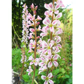 Francoa