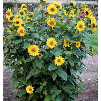 Napraforgó (Helianthus)