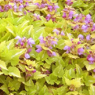 Foltos árvacsalán (Lamium)
