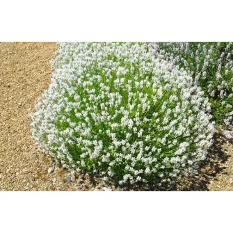 Levendula (Lavandula)