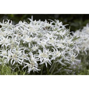 Leontopodium alpinum Blossom of Snow - Havasi gyopár