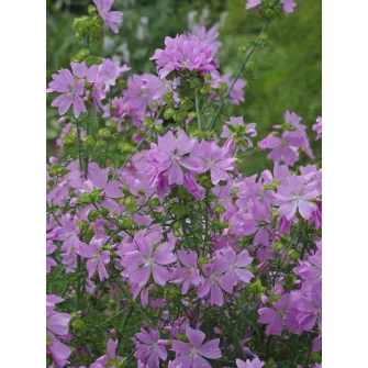 Málva (Malva)