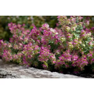 Origanum Bellissimo - Oregánó