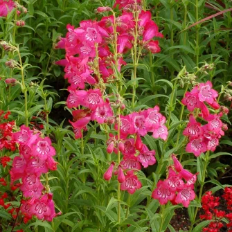 Bugatölcsér (Penstemon)
