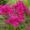 Phlox paniculata Tenor - Bugás lángvirág