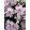 Phlox subulata Candy Stripes - Árlevelű lángvirág