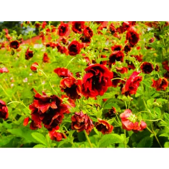 Pimpó (Potentilla)