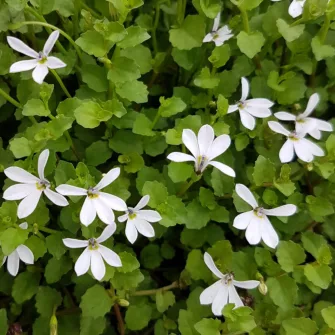 Pratia