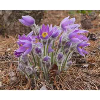 Kökörcsin (Pulsatilla)