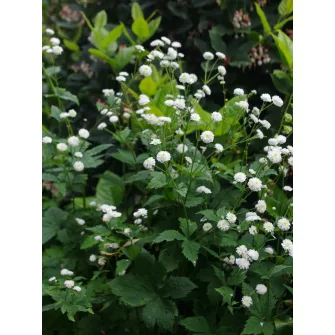 Boglárka (Ranunculus)