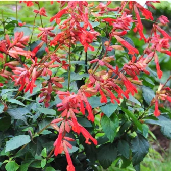Zsálya (Salvia)
