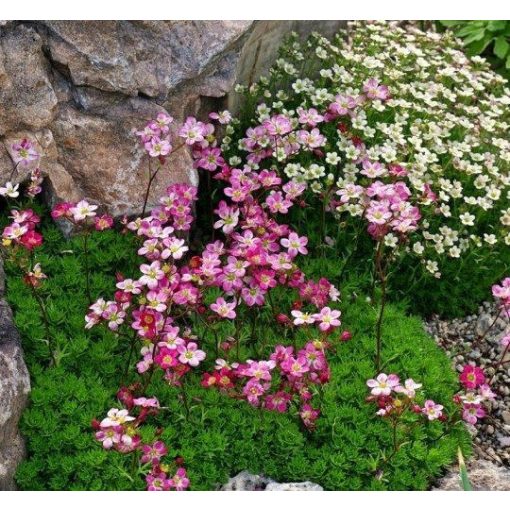 Saxifraga arendsii Carpet Pink - Kőtörőfű