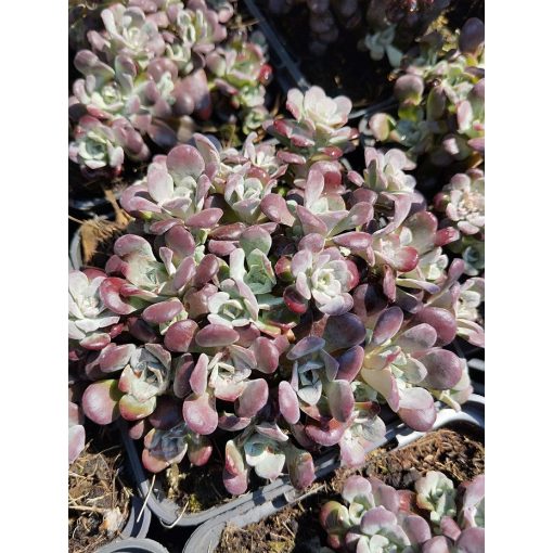 Sedum spathulifolium Purpureum - Spatulalevelű varjúháj