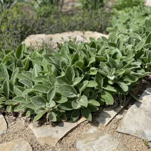 Stachys byzantina Big Ears - Gyapjas tisztesfű