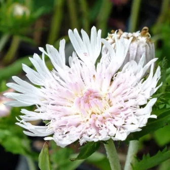 Olajbóbita (Stokesia)