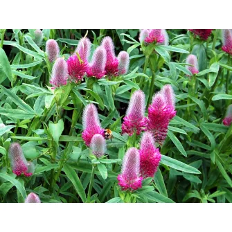 Here (Trifolium)
