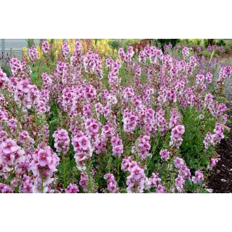 Ökörfarkkóró (Verbascum)