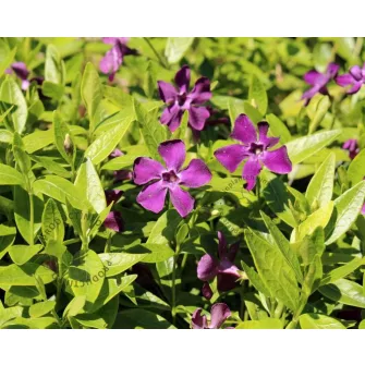 Meténg (Vinca)