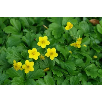 Berki pimpó (Waldsteinia)
