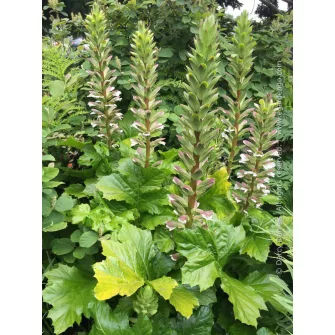 Medveköröm (Acanthus)