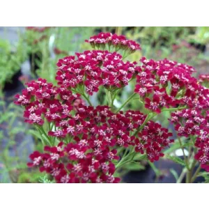 Achillea millefolium Cassis - Cickafark