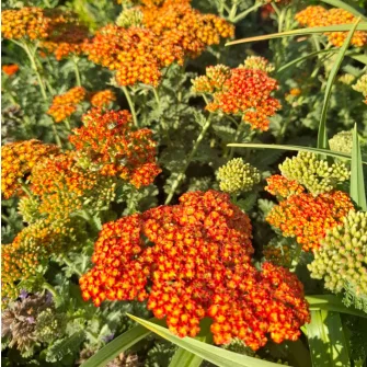 Cickafark (Achillea)