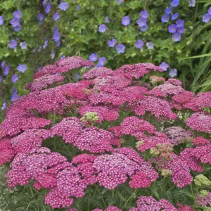 Achillea Saucy Seduction - Közönséges cickafark