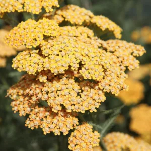 Achillea millefolium Terracotta - Közönséges cickafark