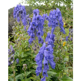 Sisakvirág (Aconitum)