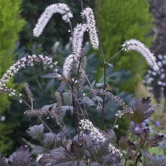 Poloskavész (Actaea)