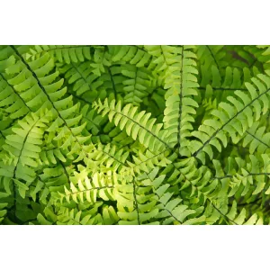 Adiantum pedatum - Vénuszhaj