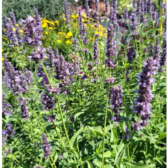 Izsópfű (Agastache)