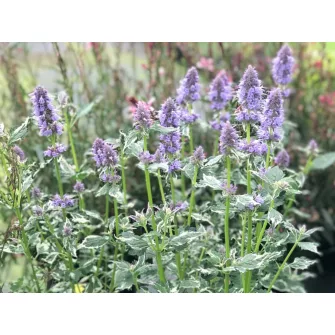 Izsópfű (Agastache)