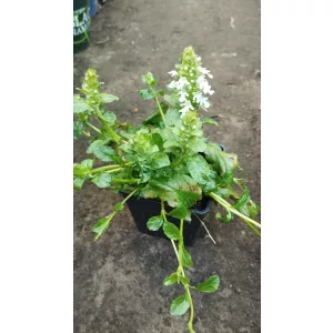 Ajuga reptans Alba - Ínfű