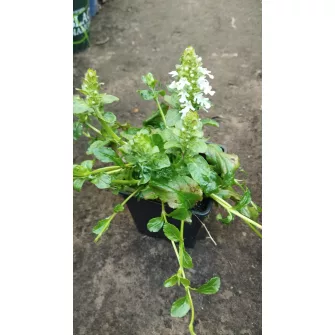 Ínfű (Ajuga)