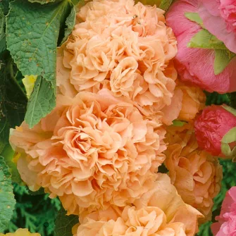 Mályvarózsa (Alcea)