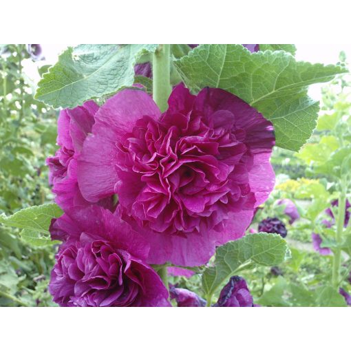 Alcea rosea Chaters Double Purple - Mályvarózsa