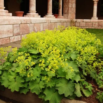 Palástfű (Alchemilla)