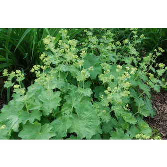 Palástfű (Alchemilla)
